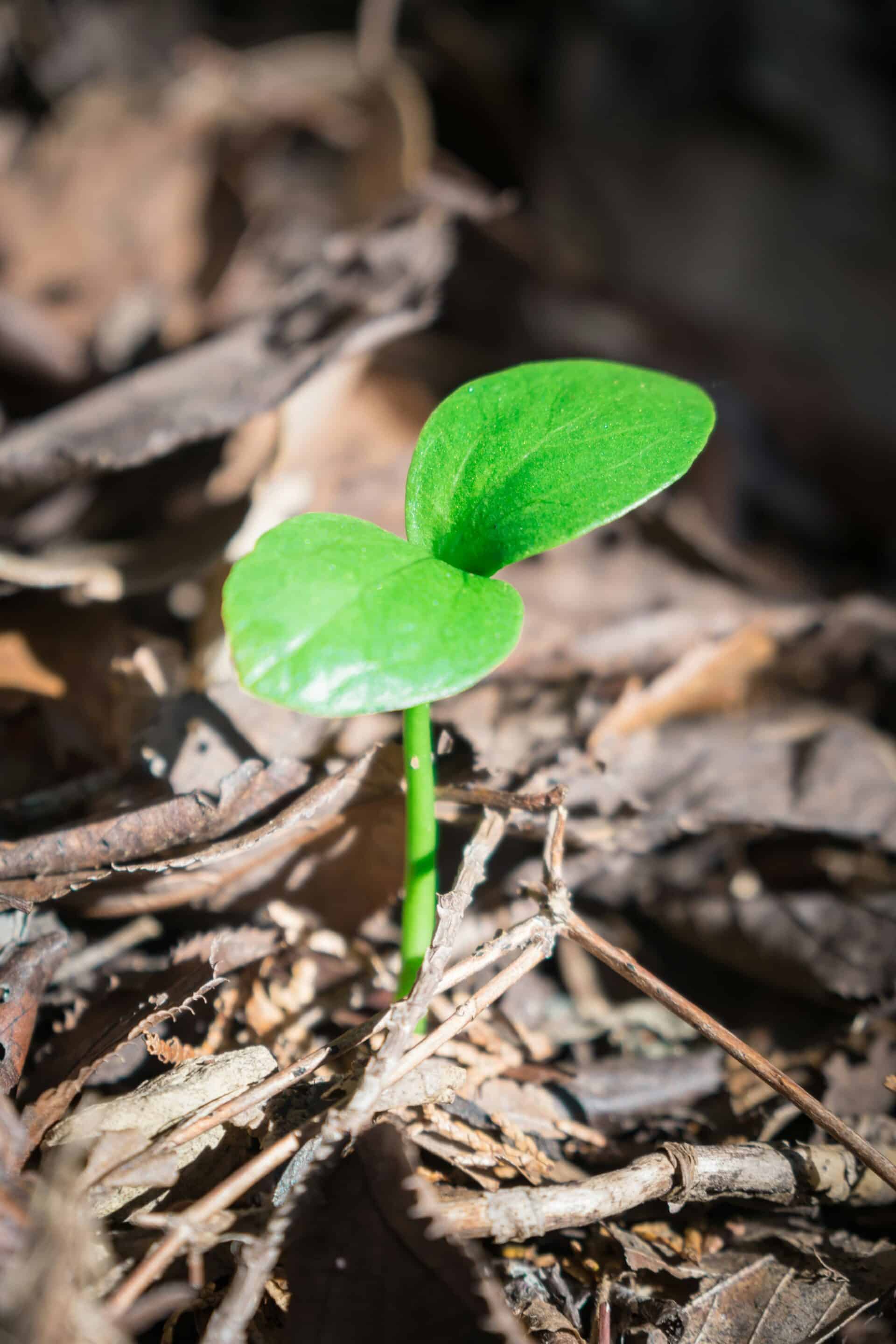 A new green plant shoot appears from the soil