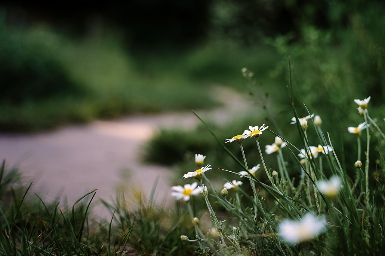 daschorsch-flowers-7221191_1280 A path winds through a garden in the background while white daisy border the image