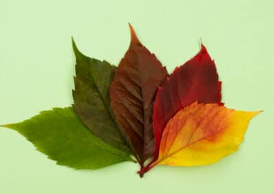 Seasons for Growth Fundraising Focus
