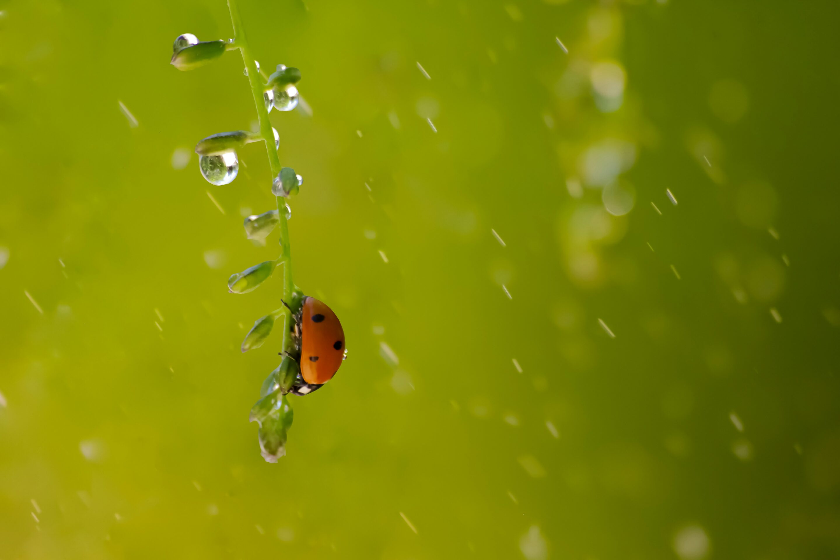 A lady bug on a green leaf with small drops of rain falling around it.