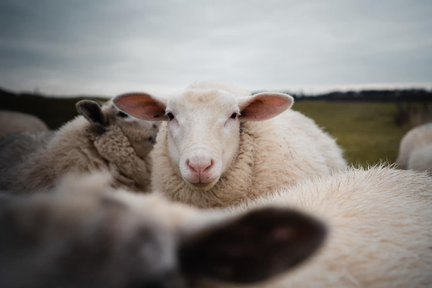 A sheep stares at the camera from a flock
