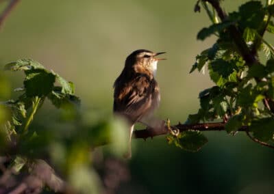 Sing to the Lord a new song