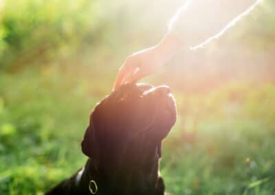 Blessing of the Pets, From Whiskers to Wings