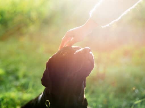 Blessing of the Pets, From Whiskers to Wings
